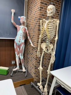 骨模型_コピー